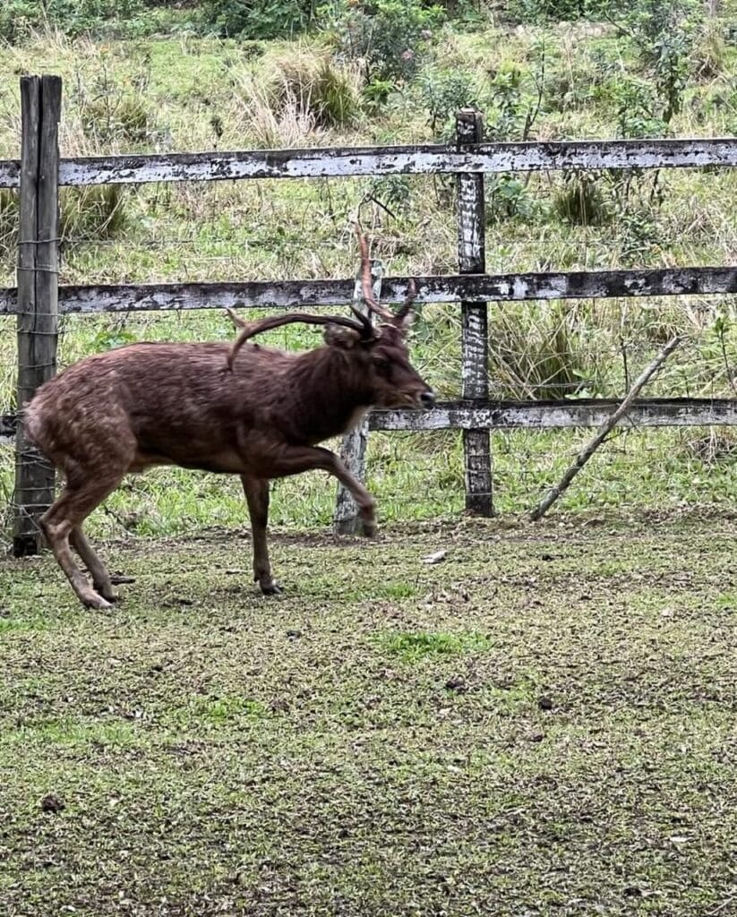 Guarda Ambiental de Saquarema resgata cervo exótico preso em estação de tratamento Guarda Ambiental de Saquarema resgata cervo exótico