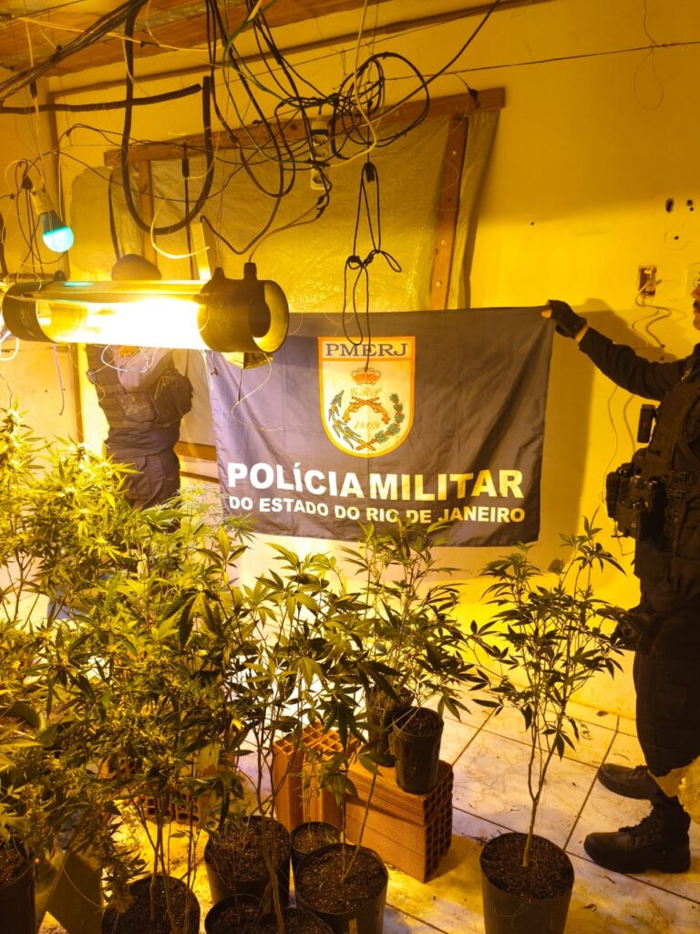 Polícia apreende estufa com 250 pés de maconha em São Pedro da Aldeia